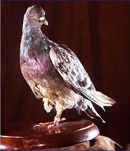 pigeon