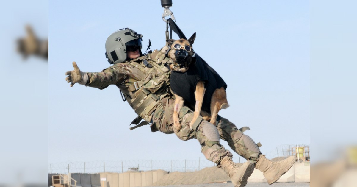 15 awesome photos of military working dogs