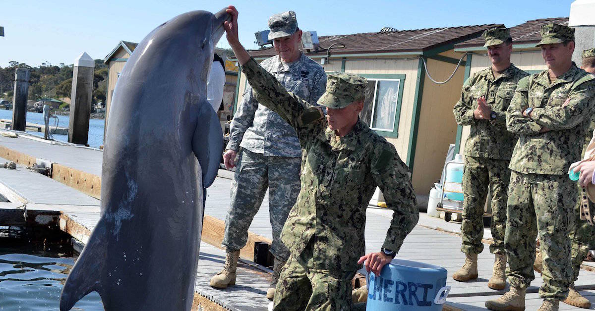 Yes, there is such a thing as militarized dolphins