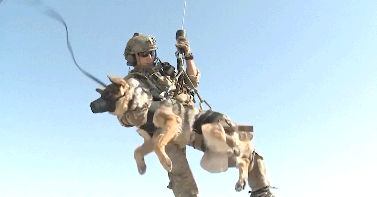 Here are 9 myths about military working dogs