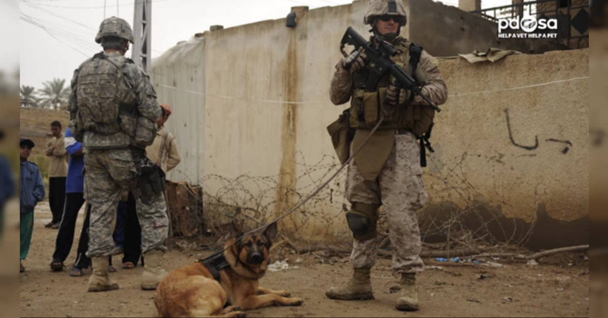 This military working dog was just recognized for actions that cost her a leg