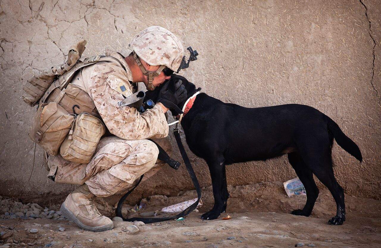 Check out these 17 awesome photos of military working dogs at war