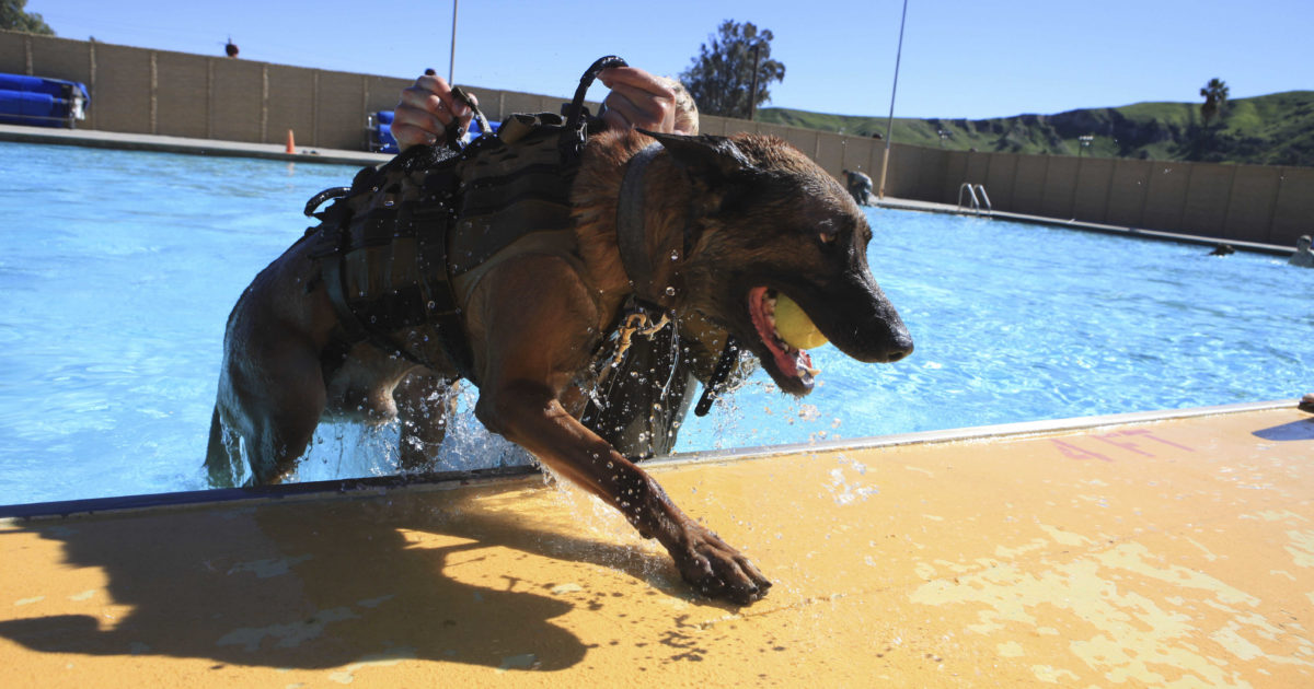 These awesome dogs are full-on MARSOC operators