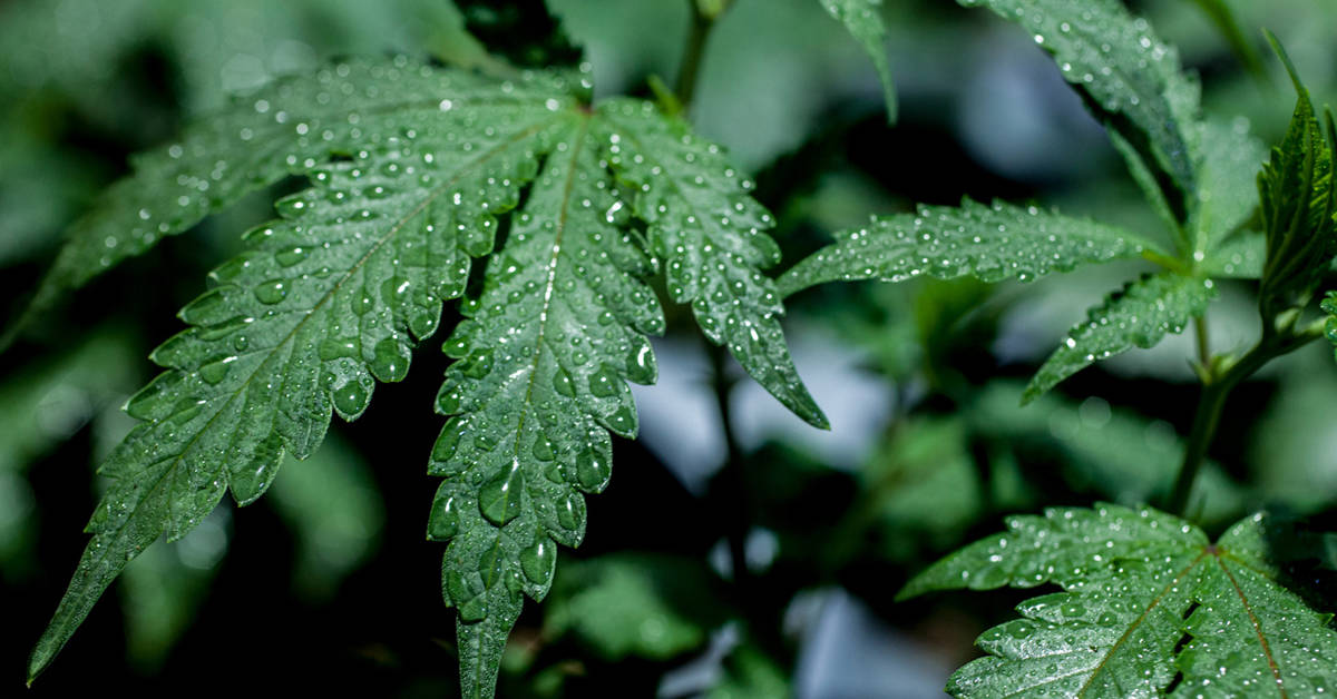 The American Legion wants medical marijuana research for veterans