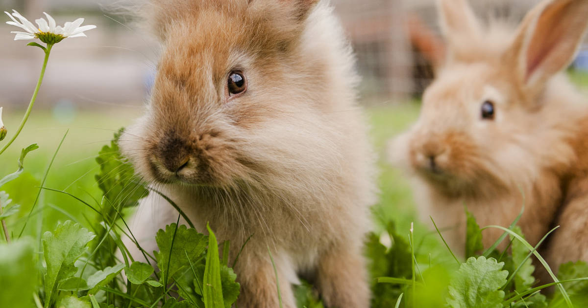 The Air Force told PETA it will continue to kill rabbits in survival training