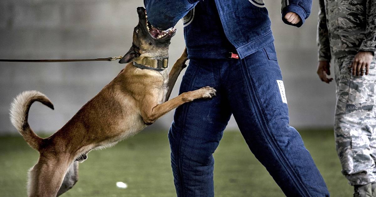 8 photos that show how a military working dog takes down bad guys