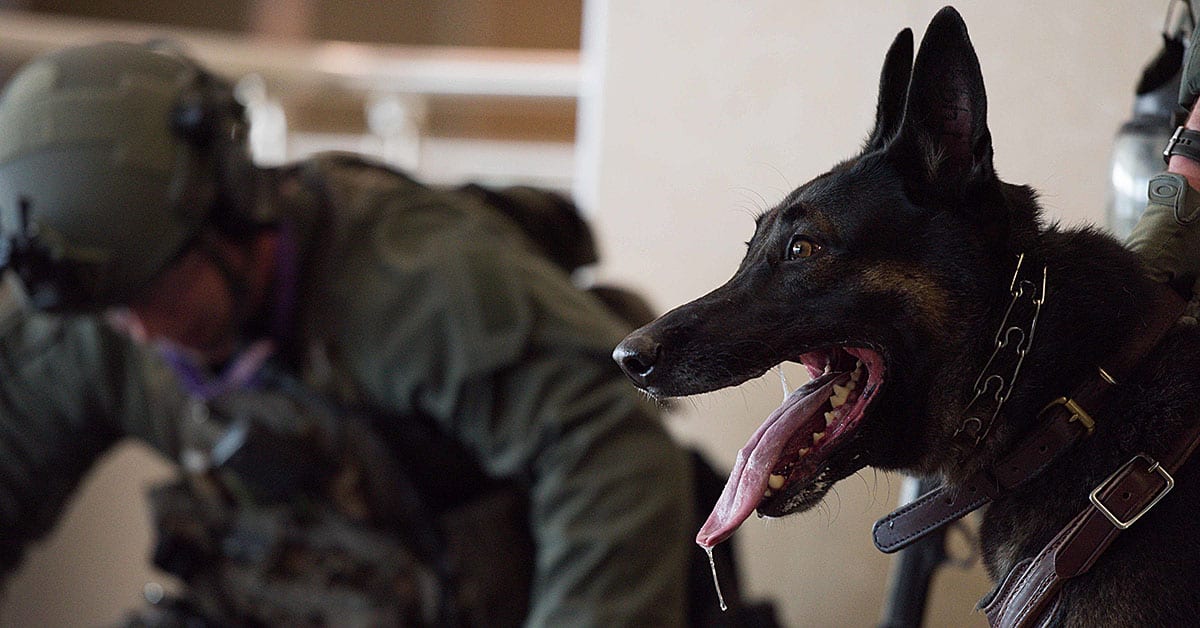 A brief history of dogs in warfare