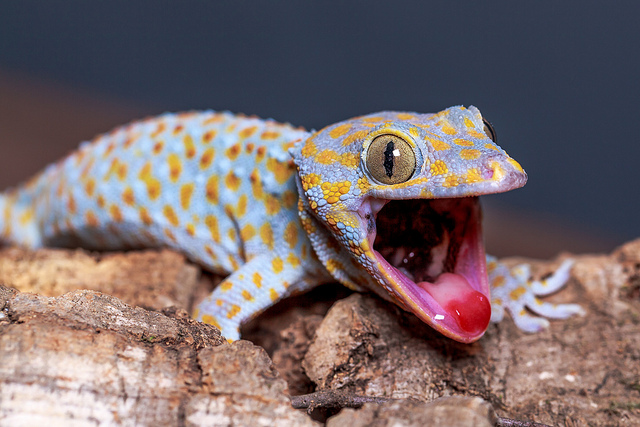 tokay gecko