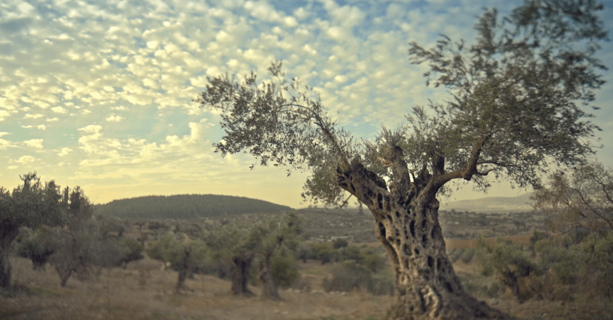 This is what happens when Israelis and Palestinians eat dinner together