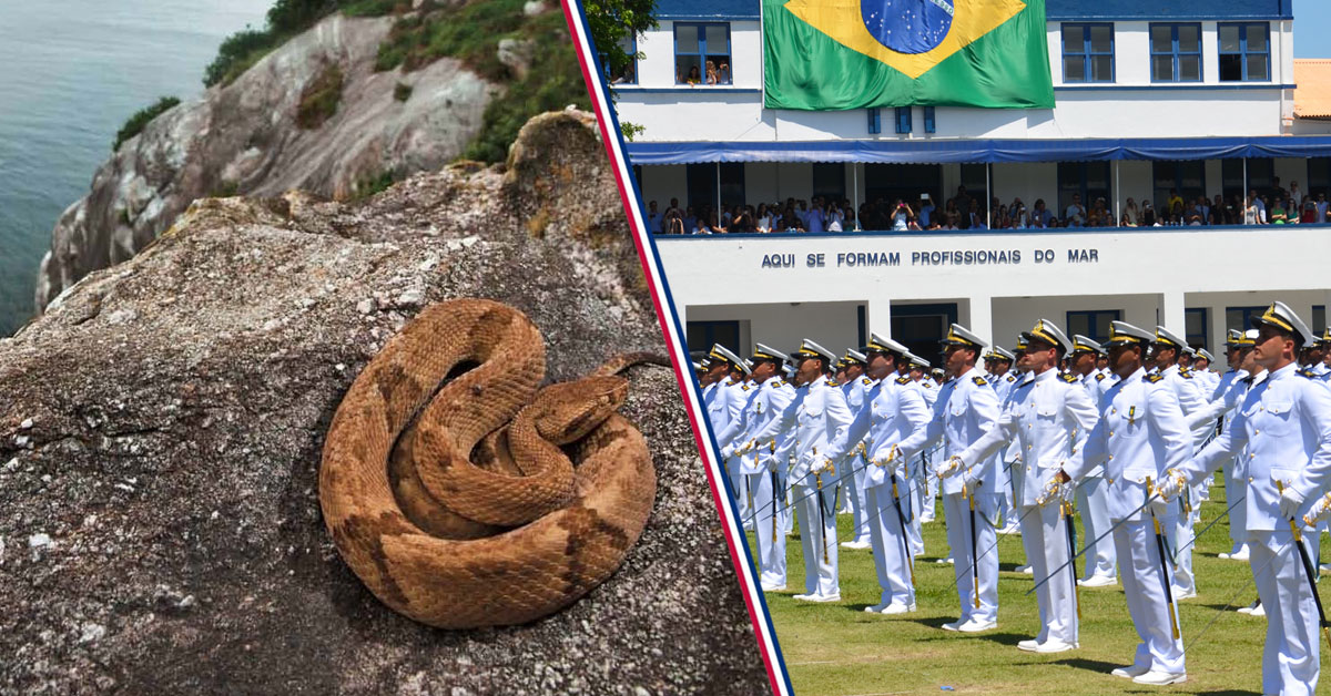 Why the Brazilian Navy keeps going to an island filled with deadly snakes