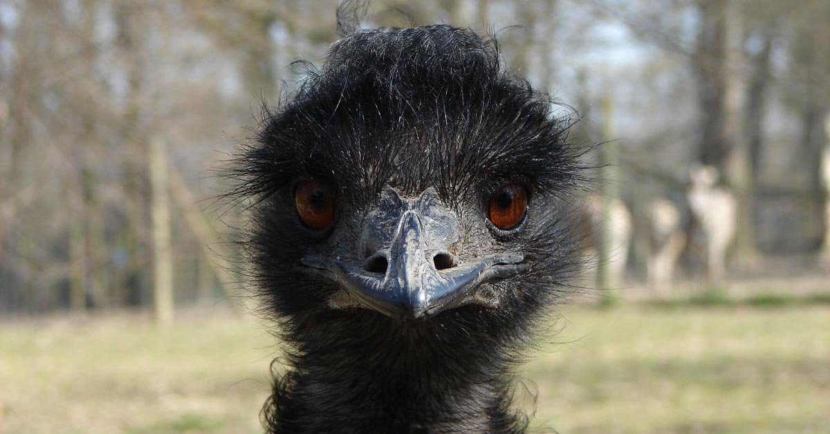 That time Australia fought a war against emus… and lost