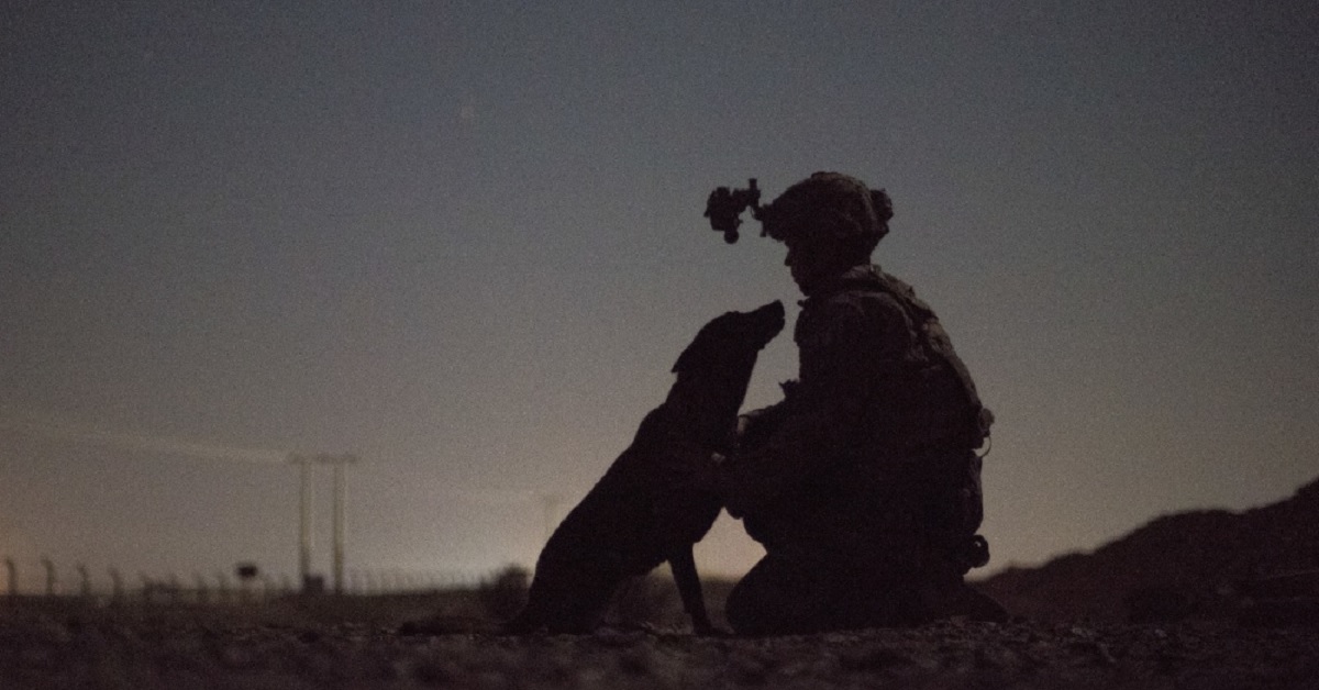 13 pictures of military working dogs being good puppies