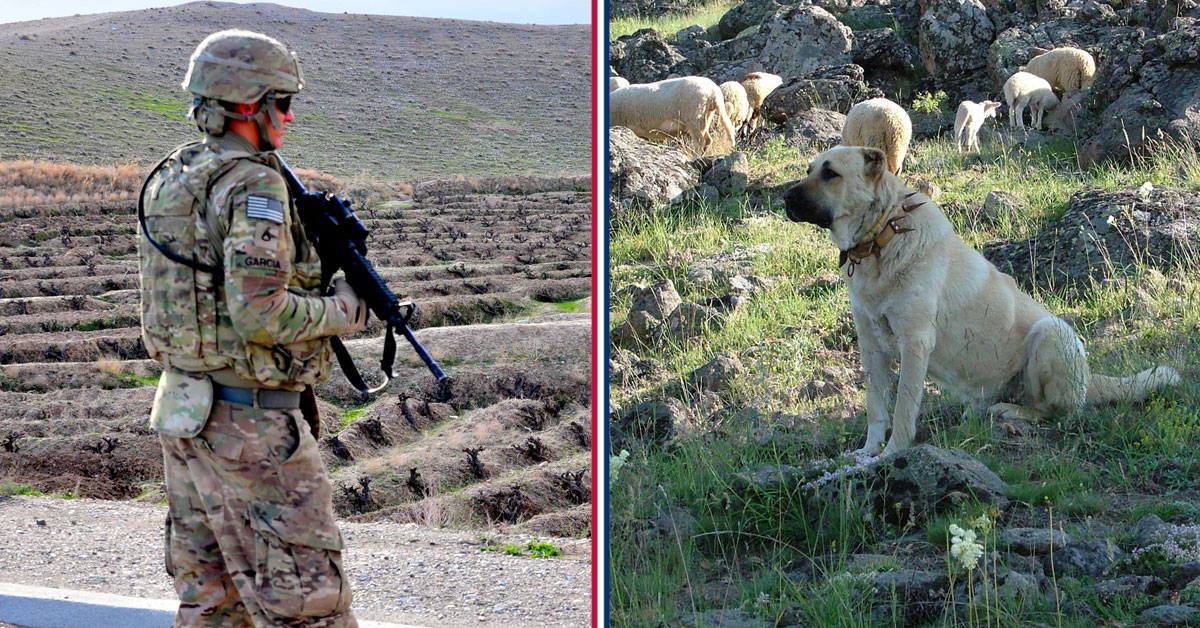 Why ‘sheepdog’ really is the most proper analogy for veterans
