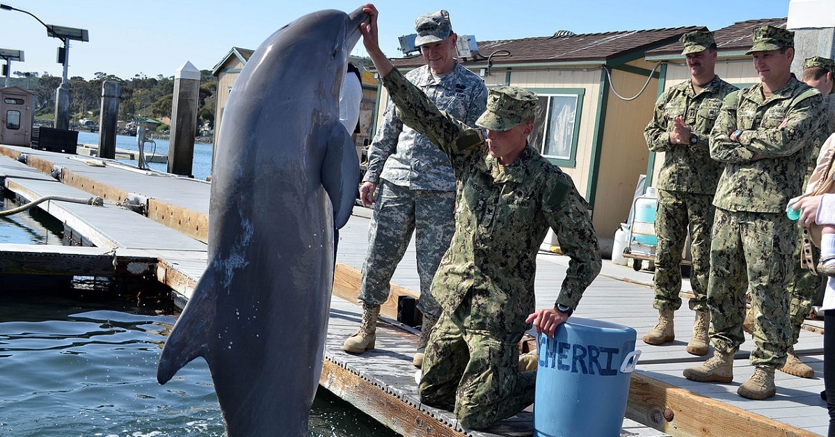 Why military dolphins are more hardcore than you’d think