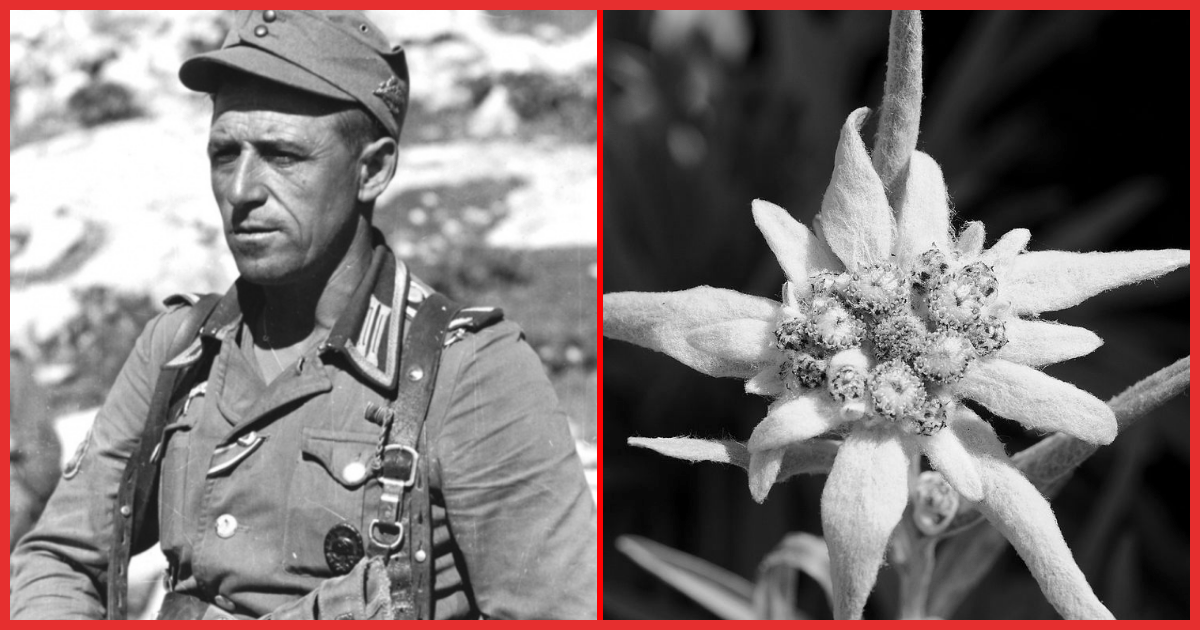 This is the flower that marked a German soldier as being elite