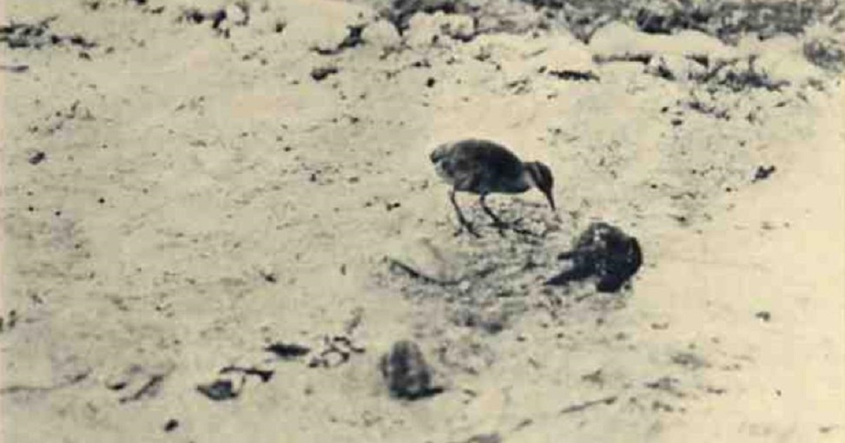 A cut-off Japanese garrison wiped out this endangered bird