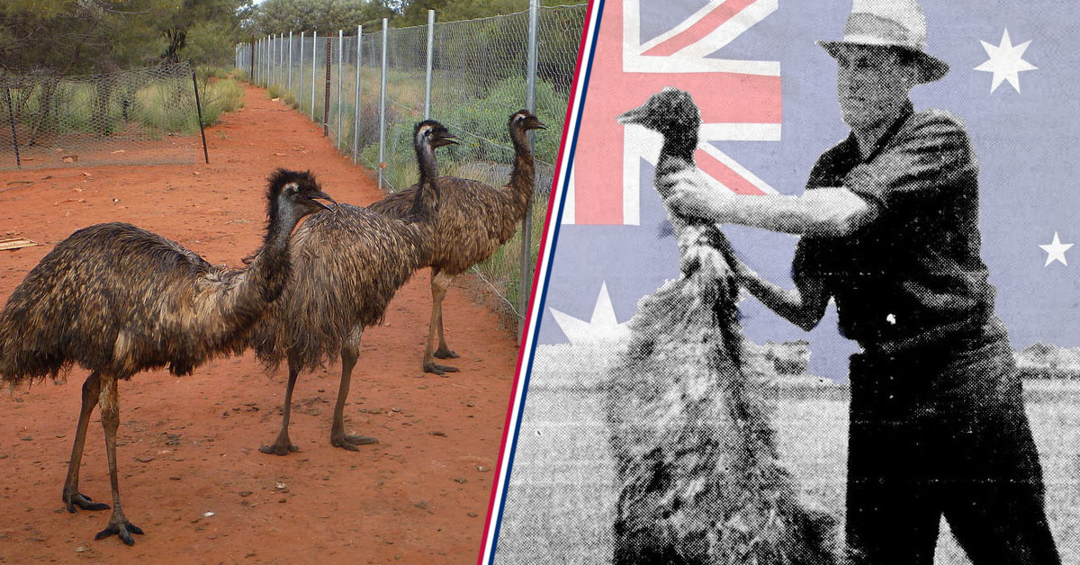 Why the Emu War wasn’t as silly as folks make it out to be