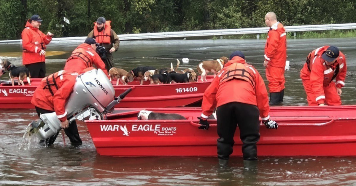 The Coast Guard rescued these adorable beagles from hurricane