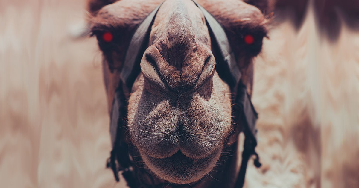 That time the Army let loose a plague of feral camels on the Wild West