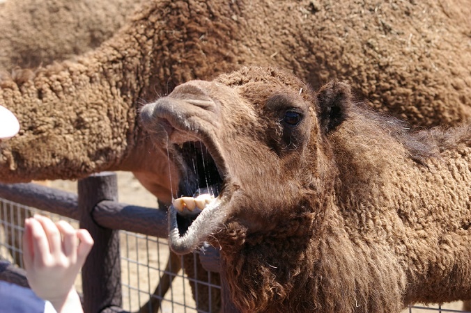 camel