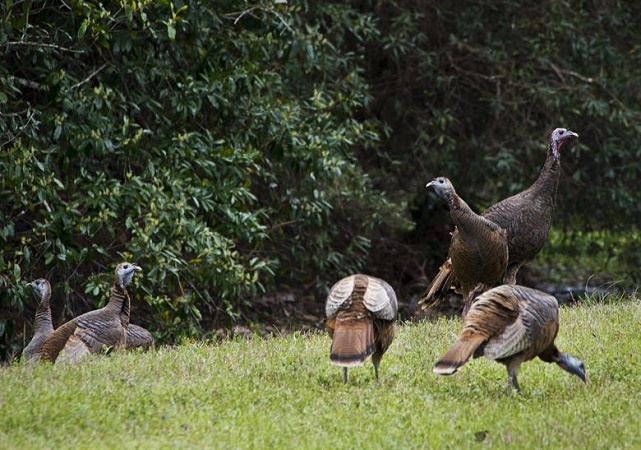 turkeys in the wild