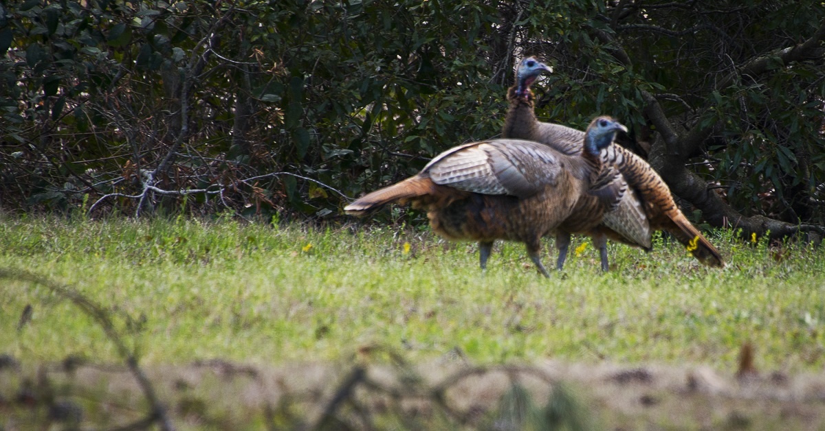 Why America has always had a silly history with turkeys