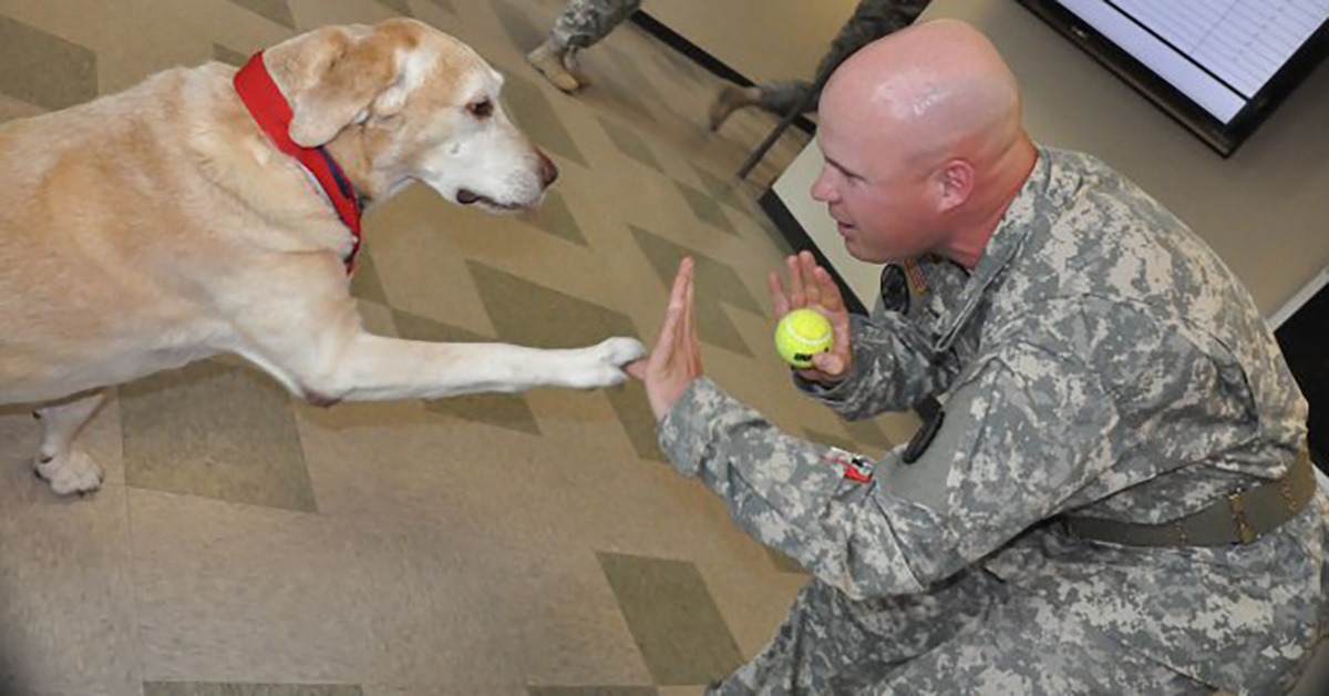 This heroic working dog conducted 210 combat missions while deployed