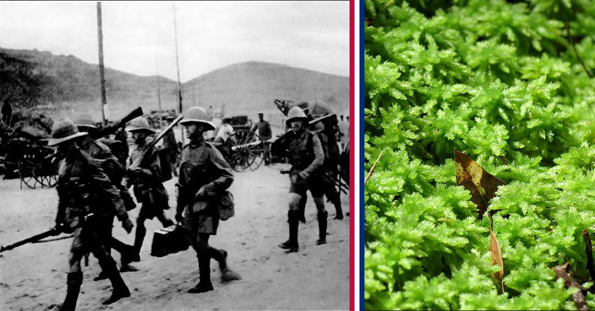 British troops in World War I used miracle moss for bandages