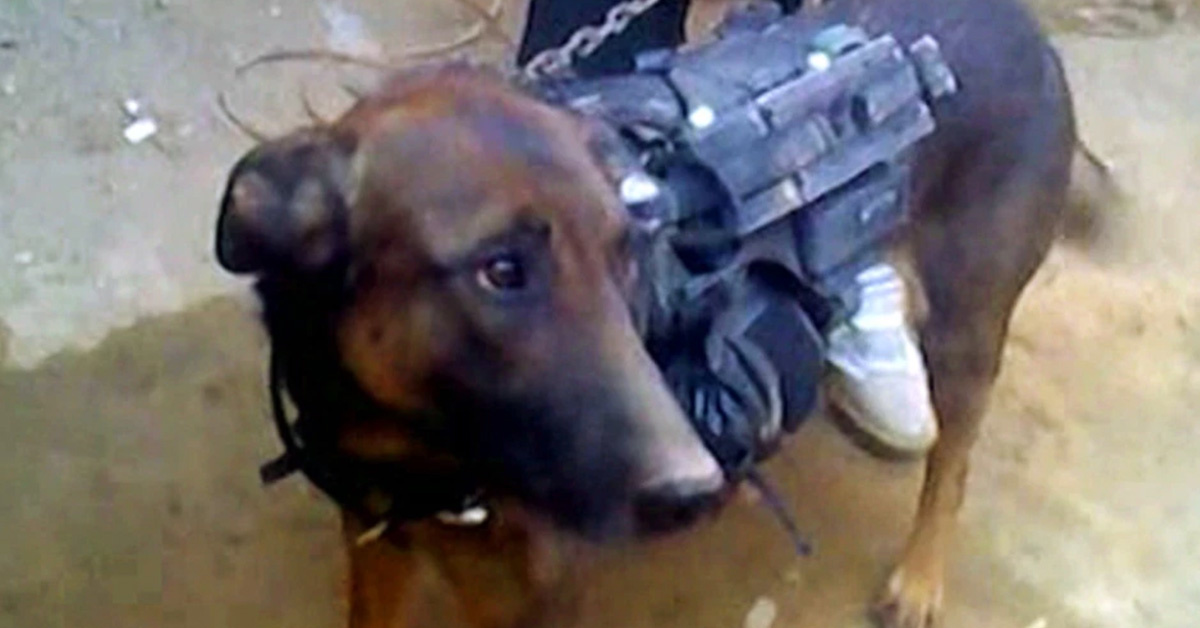 This canine prisoner of war is still held by Taliban captors