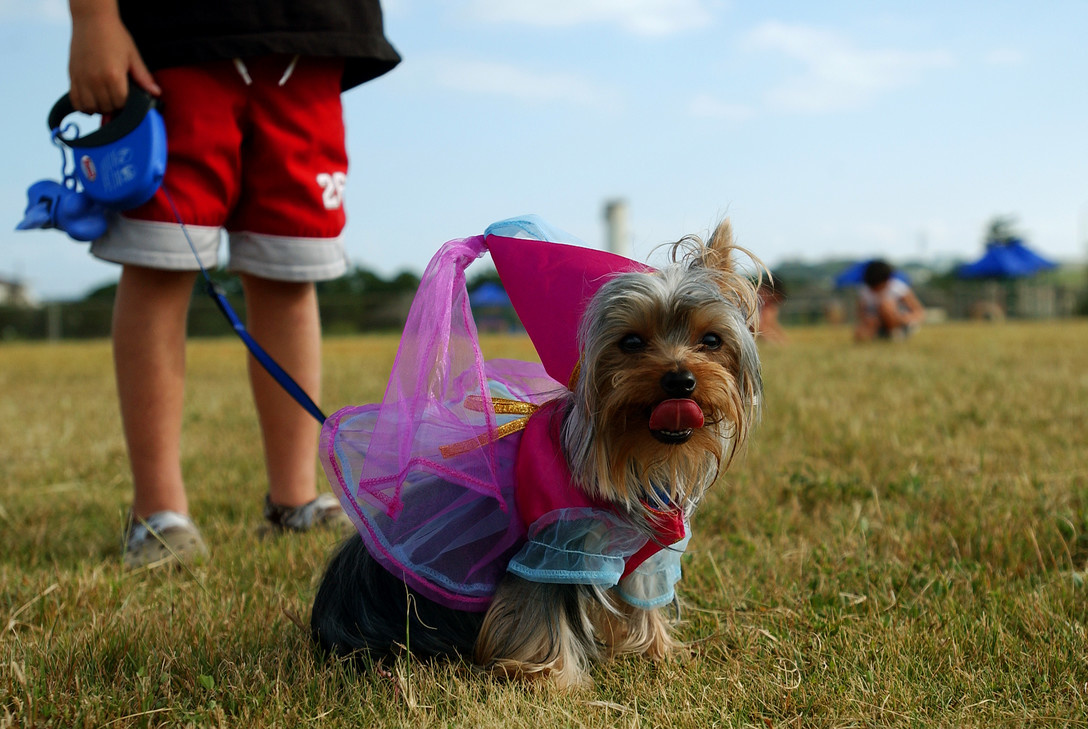 air force yorkshire terrier dog