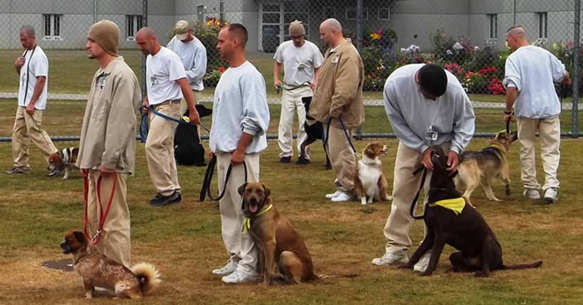 Prison inmates are training dogs for wounded warriors in record time