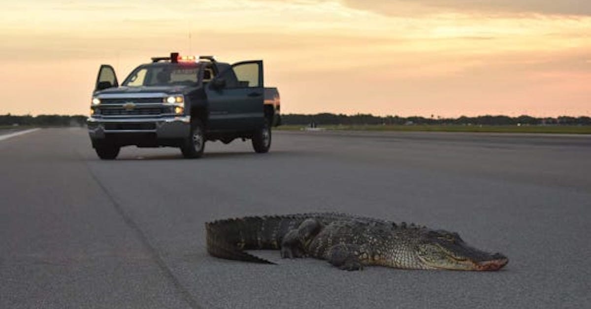 An alligator snuck onto the flight line at MacDill Air Force Base (and how to wrangle an alligator)