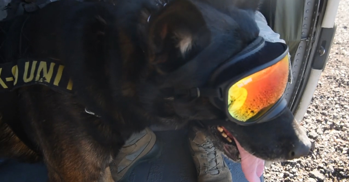 See how the Army evacuates wounded working dogs