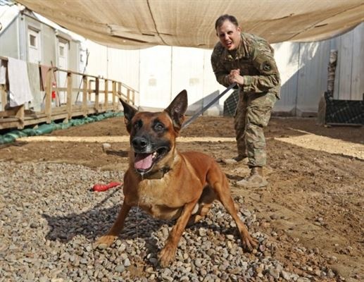 army military working dog